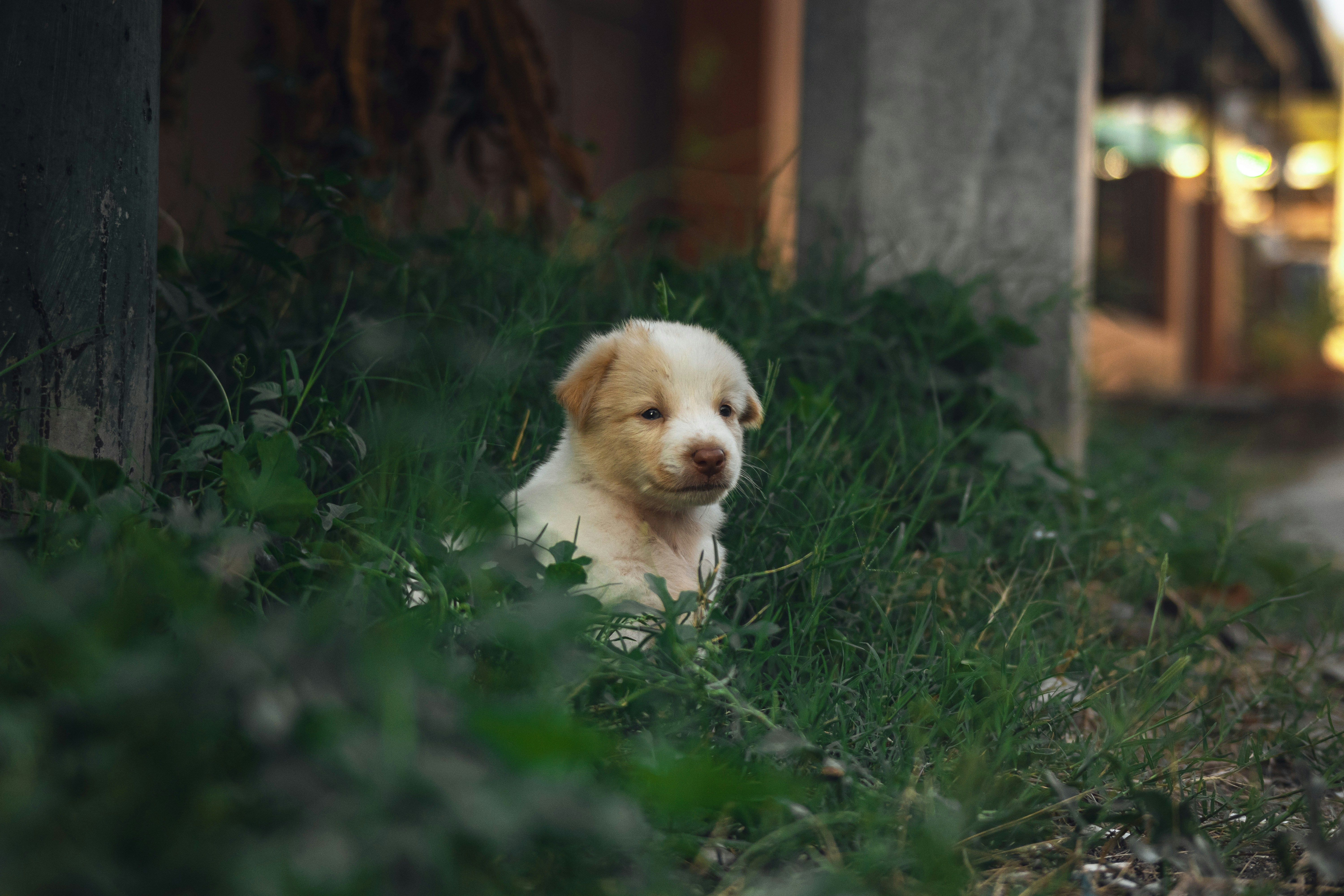 a puppy is laying down in the grass