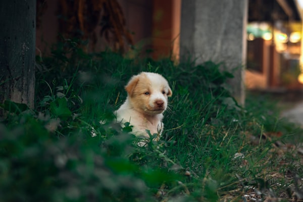 Pedigree Biftekli Yetişkin Köpek Konservesi 400 g (6'lı)
