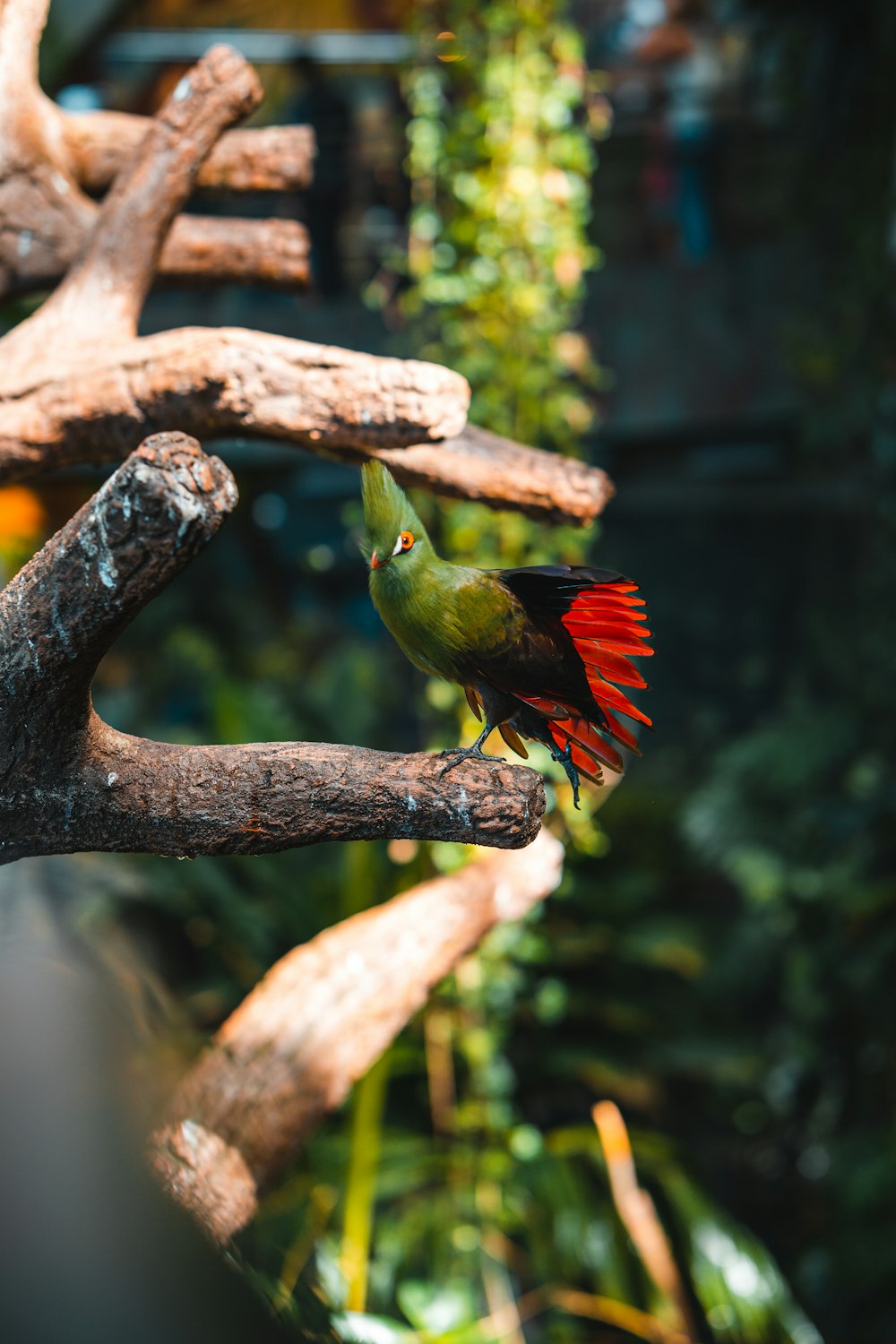 a green bird with red feathers sitting on a branch