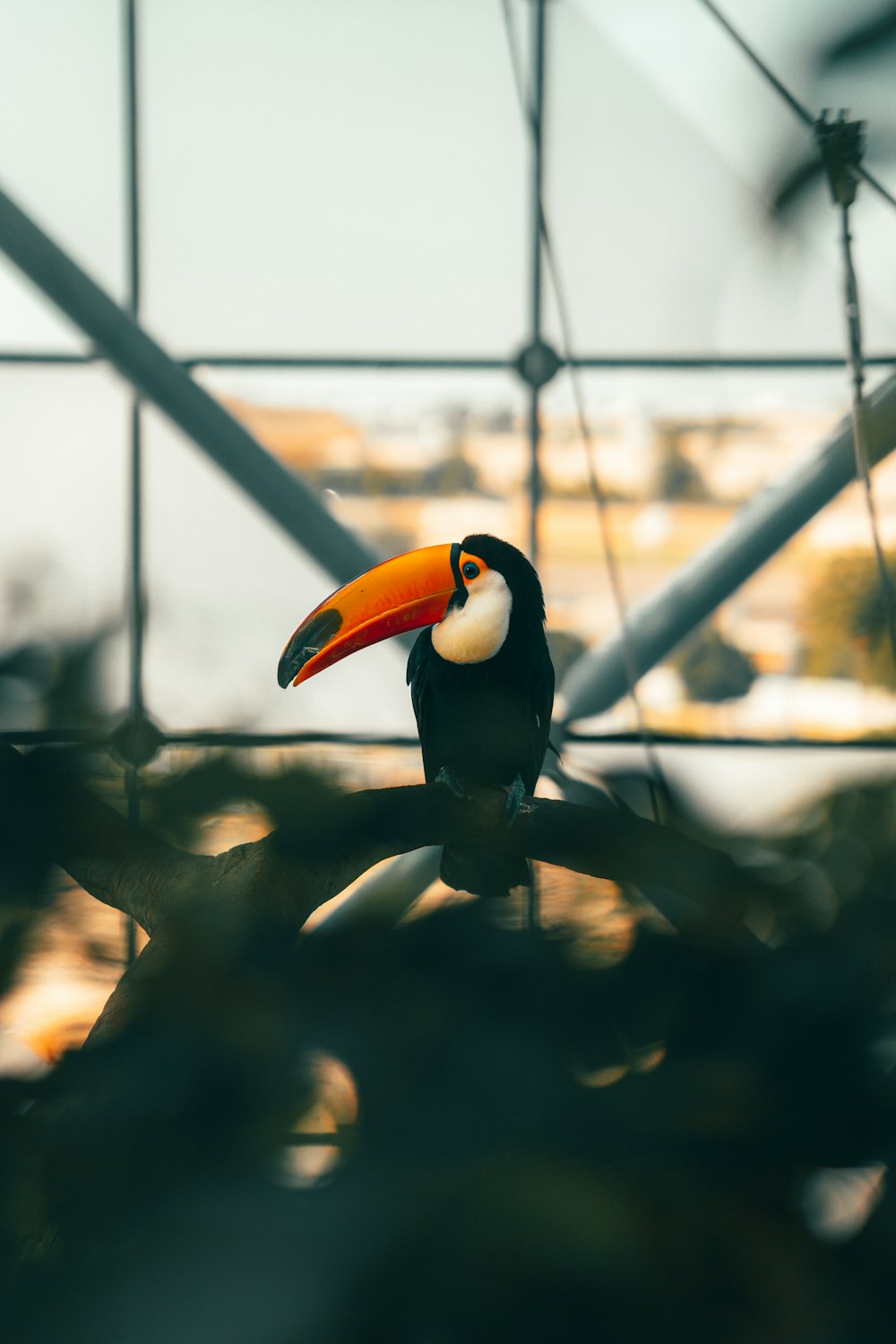 a toucan sitting on a branch in front of a window