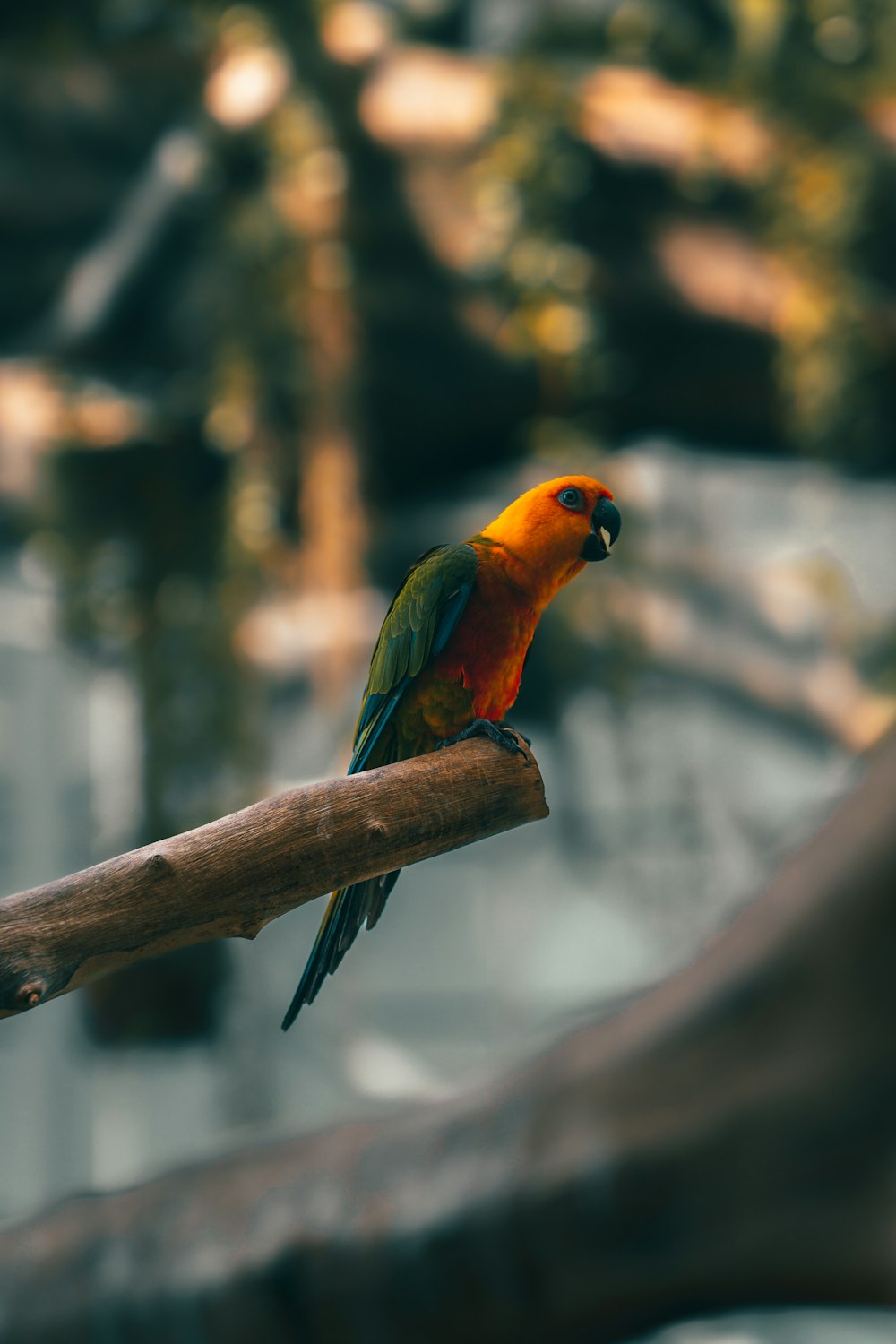 a colorful bird sitting on top of a wooden branch
