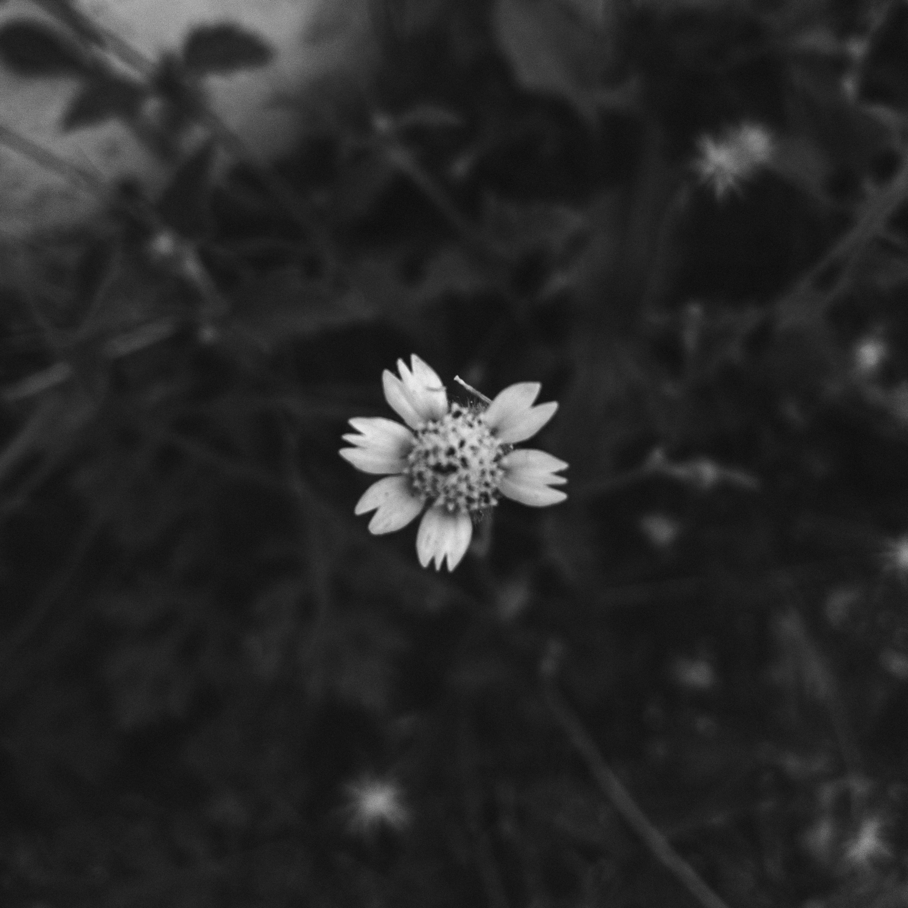 Photo by amritanshdubey