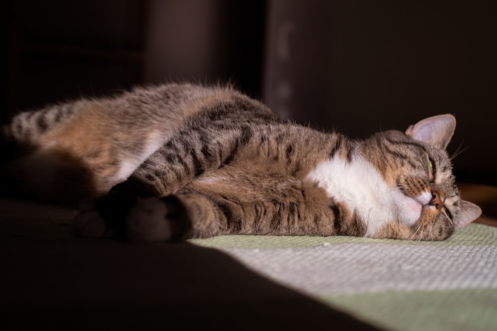 a cat laying on top of a bed next to a window