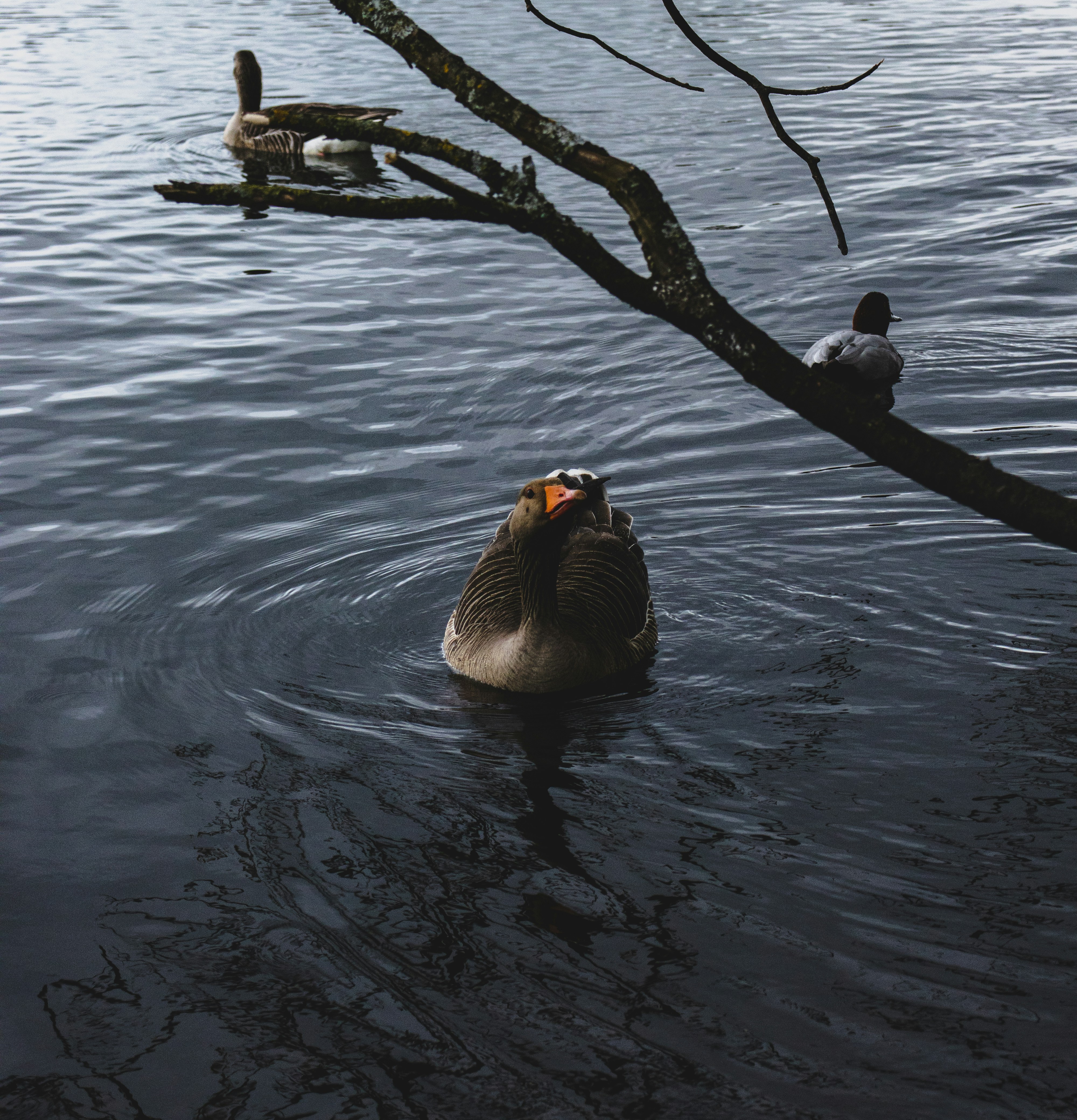 Photo by bcm_photography