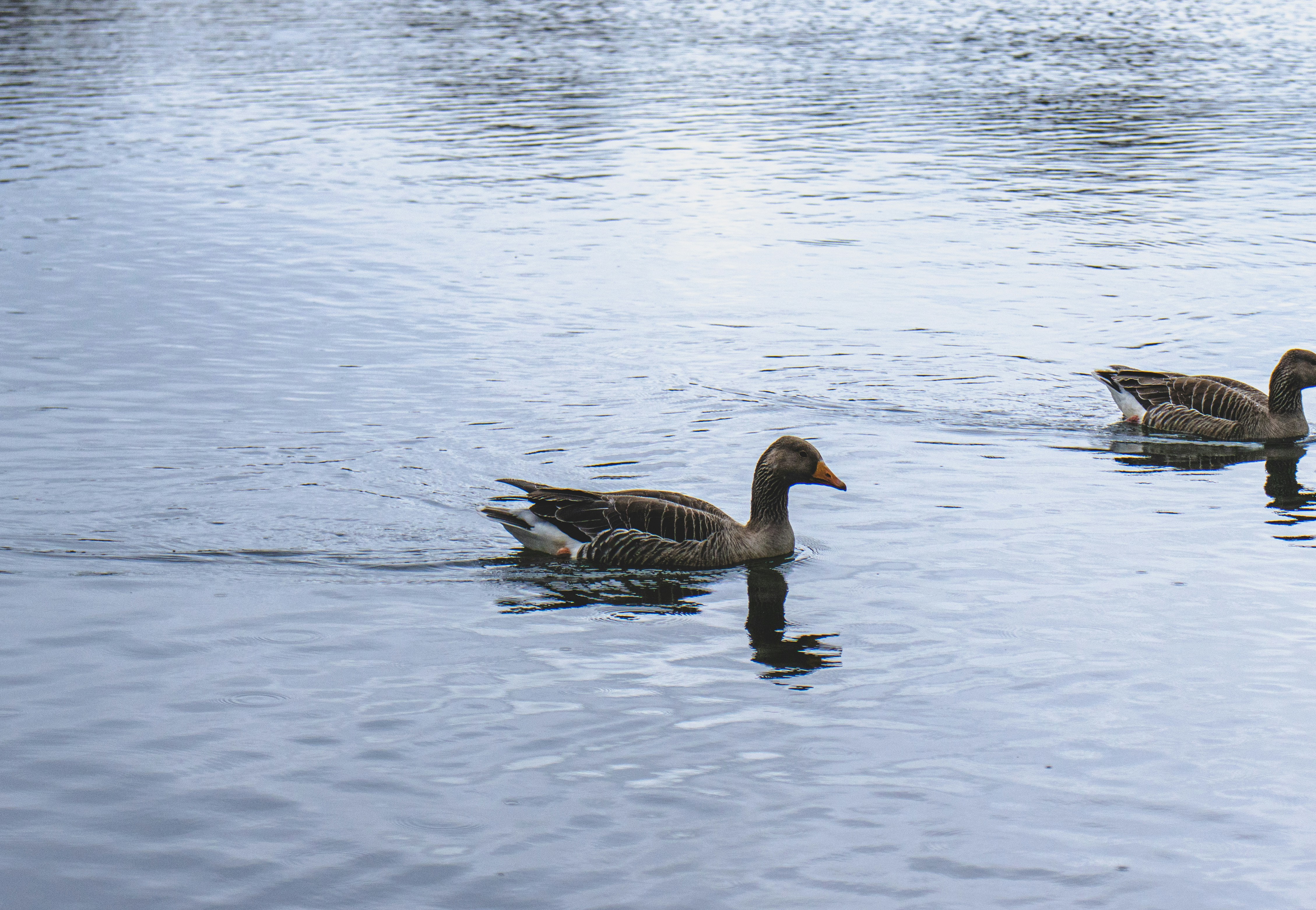 Photo by bcm_photography