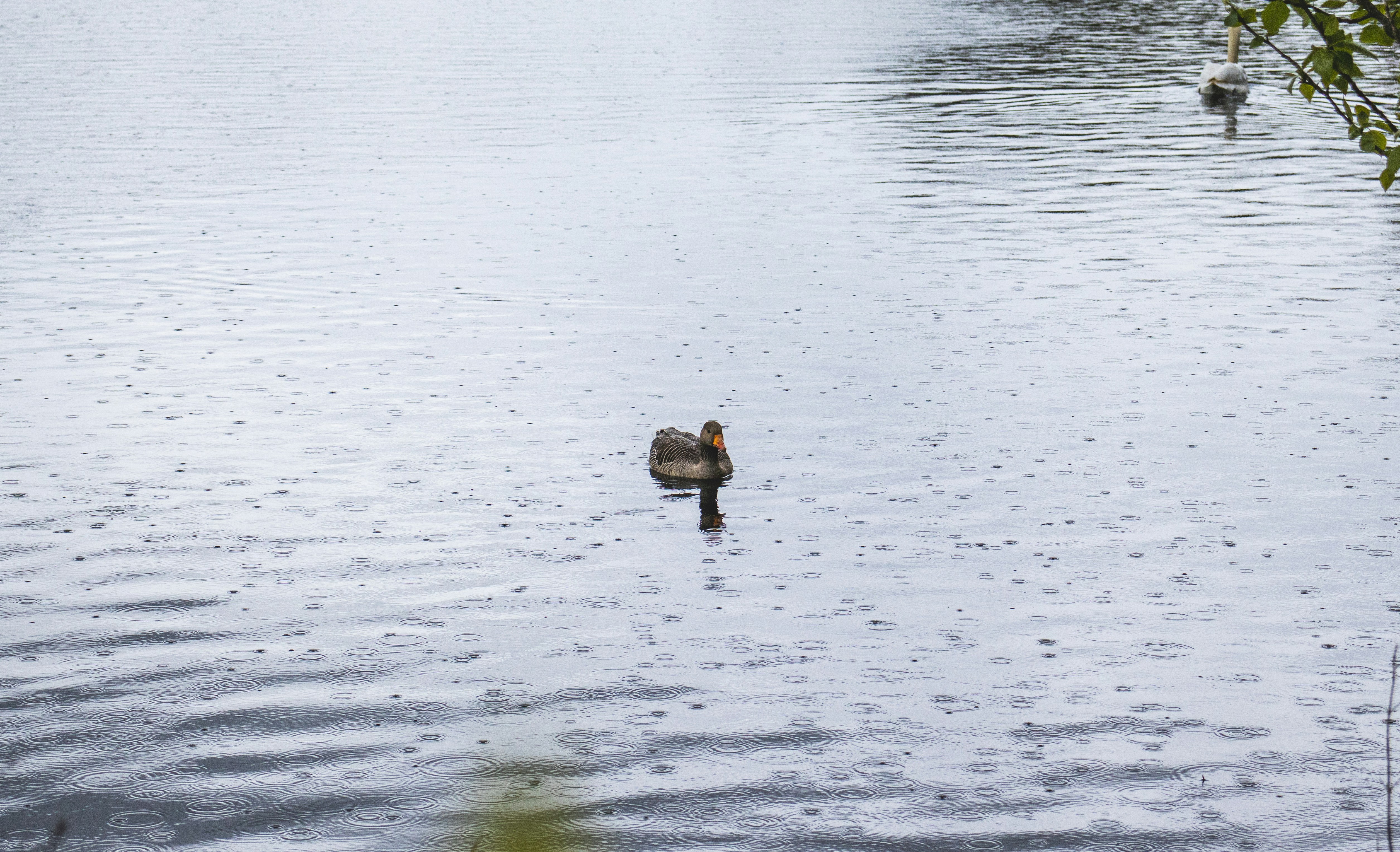 Photo by bcm_photography