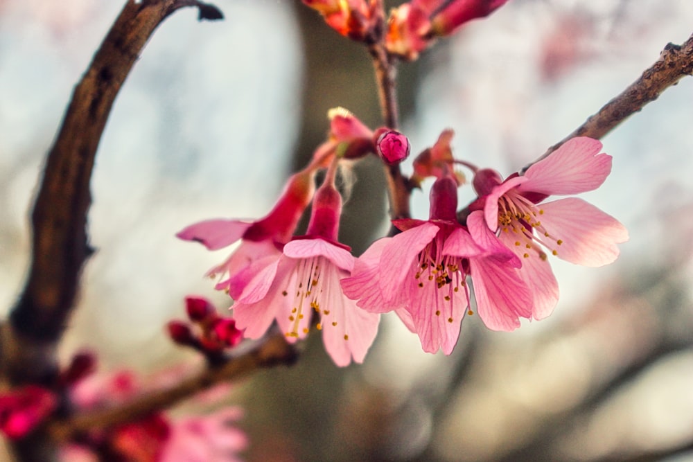 Un primo piano di un fiore rosa su un albero