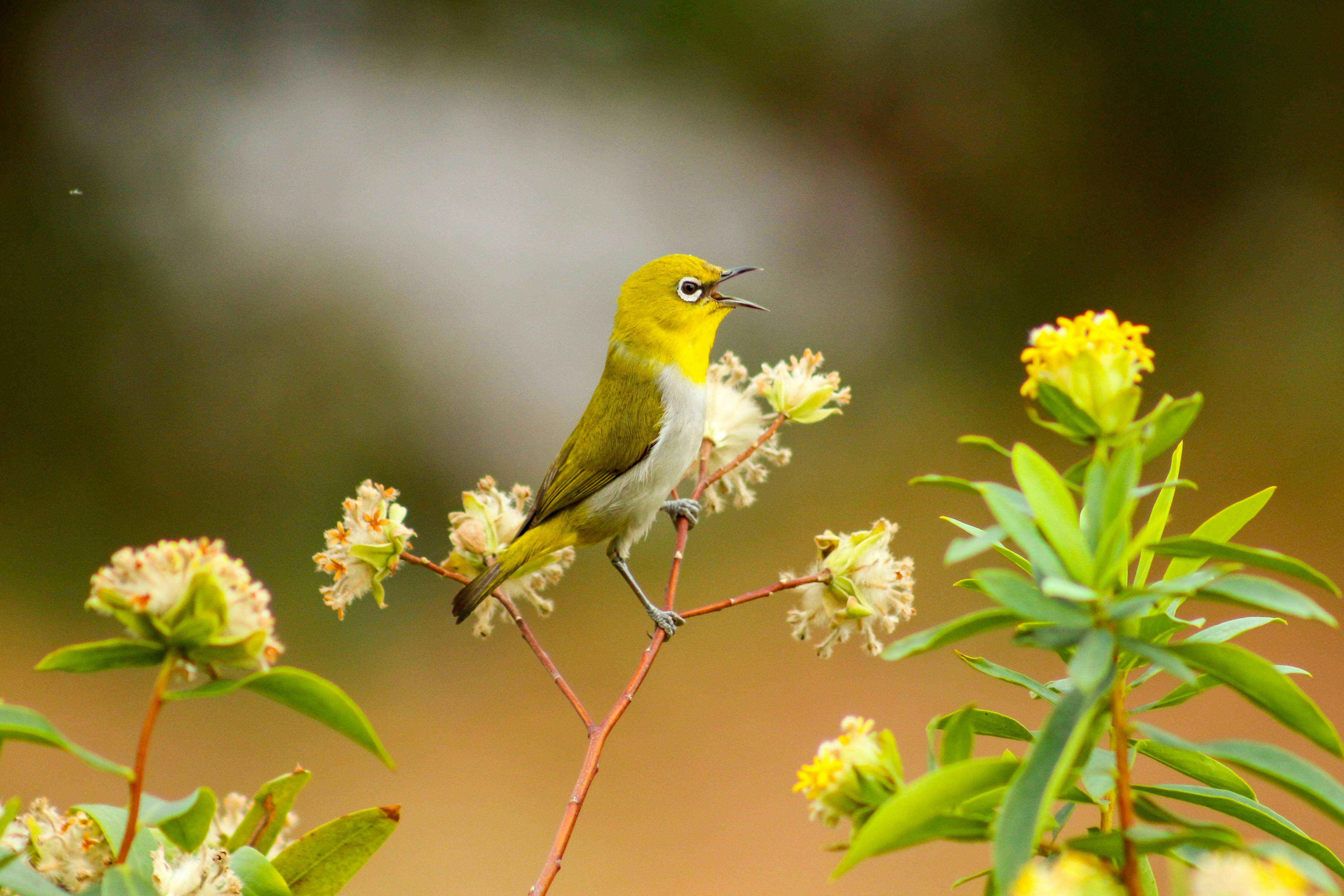 A small yellow bird sitting on top of a tree branch photo Free Flower