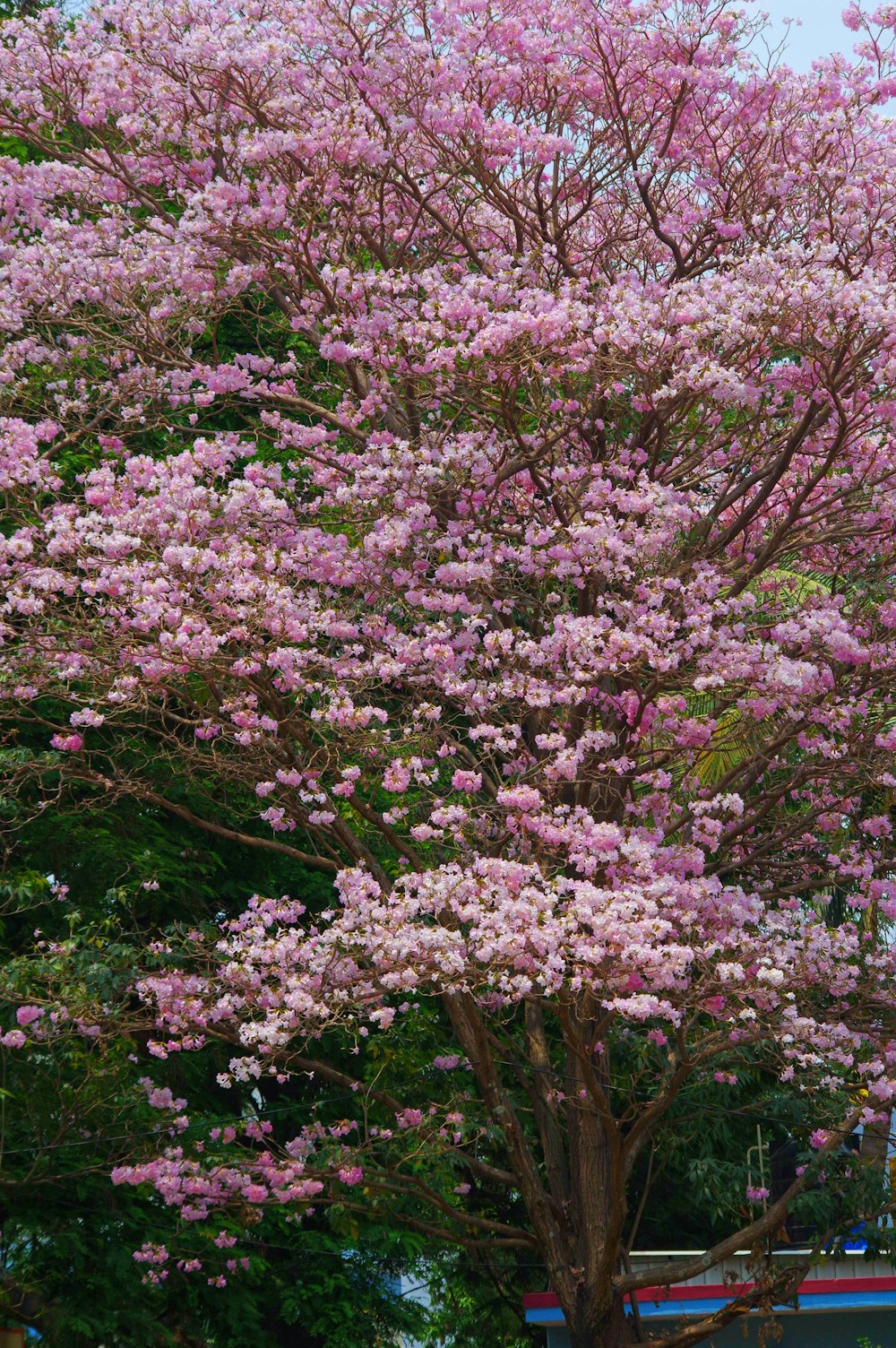 a tree with pink flowers in a park