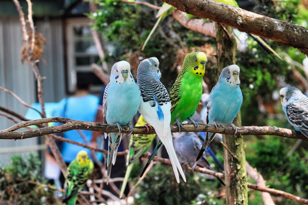 a group of parakeets sitting on a tree branch