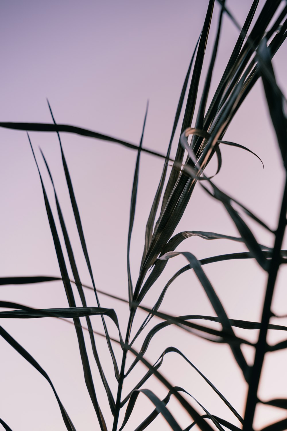 a close up of a plant with a sky in the background