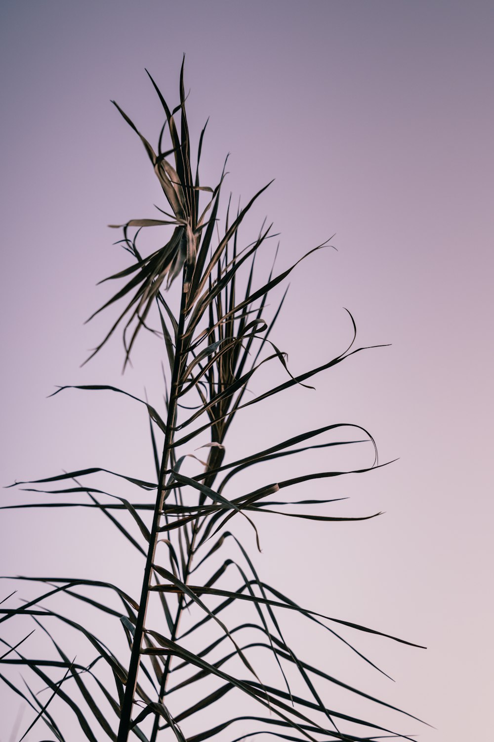 Un primer plano de una planta con un cielo en el fondo