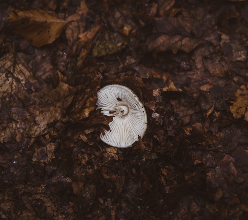 a white mushroom sitting on top of a leaf covered ground