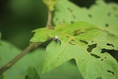 A small insect with a light-colored body and dark legs is perched on the surface of a partially eaten green leaf. The leaf has numerous holes, indicating damage, and the background is composed of more green foliage.
