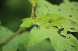 A small insect with a light-colored body and dark legs is perched on the surface of a partially eaten green leaf. The leaf has numerous holes, indicating damage, and the background is composed of more green foliage.