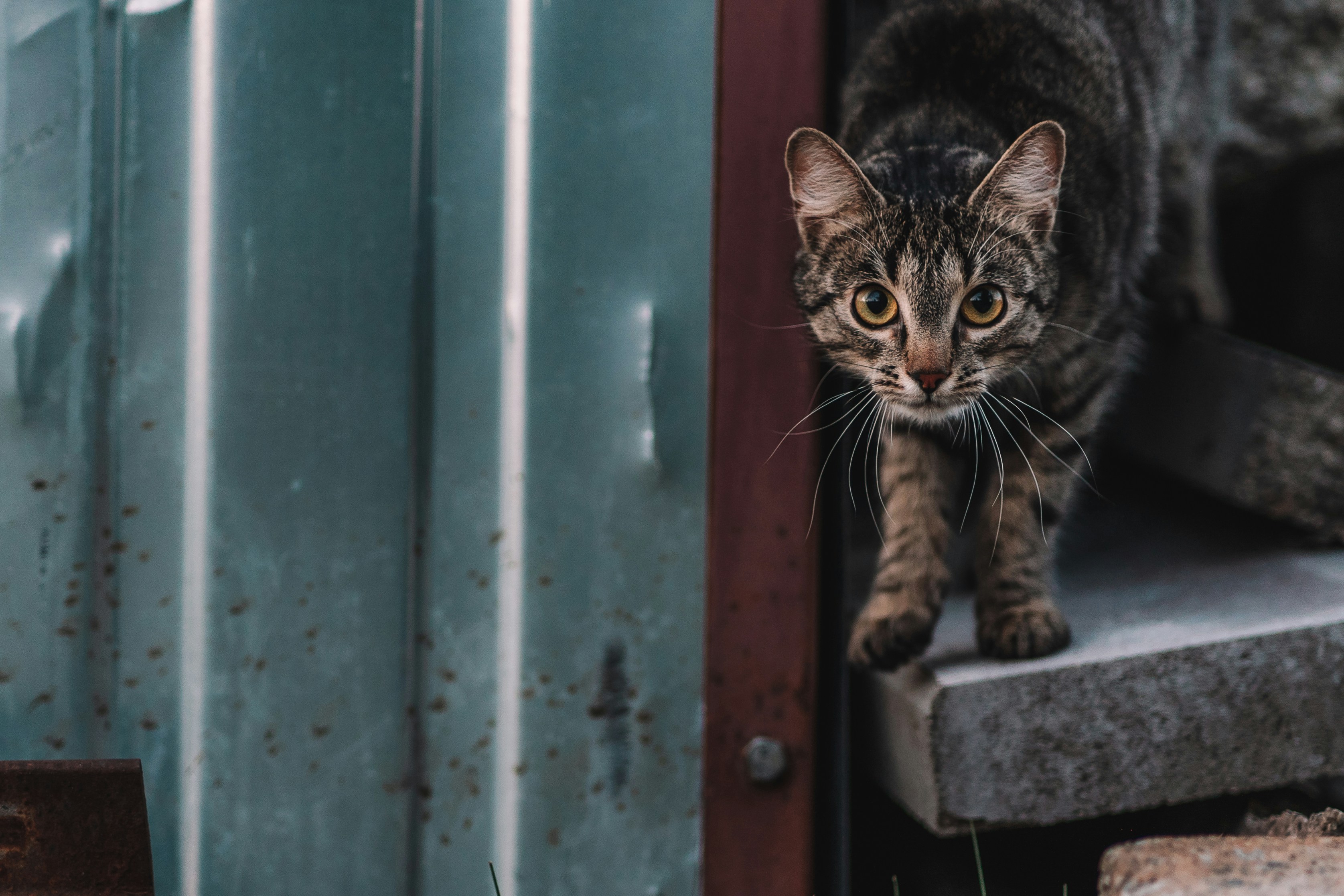  汪星人逆襲！靠這招稱霸公園界！