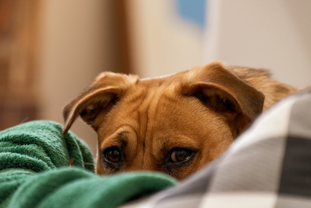 a brown dog laying on top of a green blanket