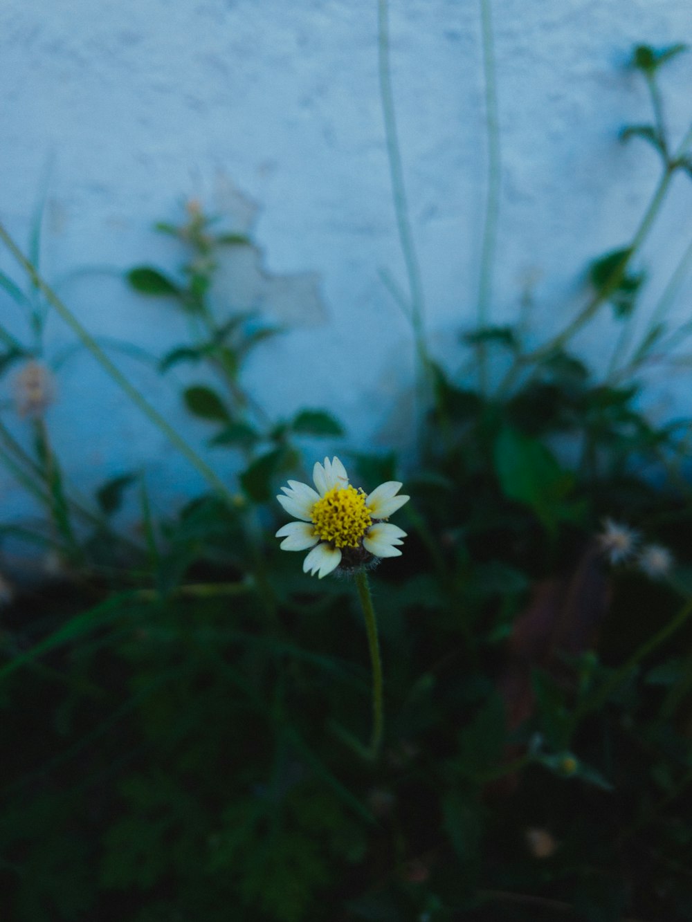 a single white flower in front of a white wall