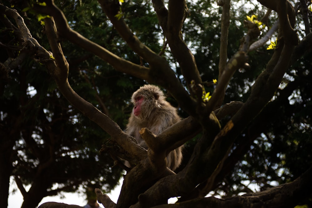 Un mono que está sentado en un árbol