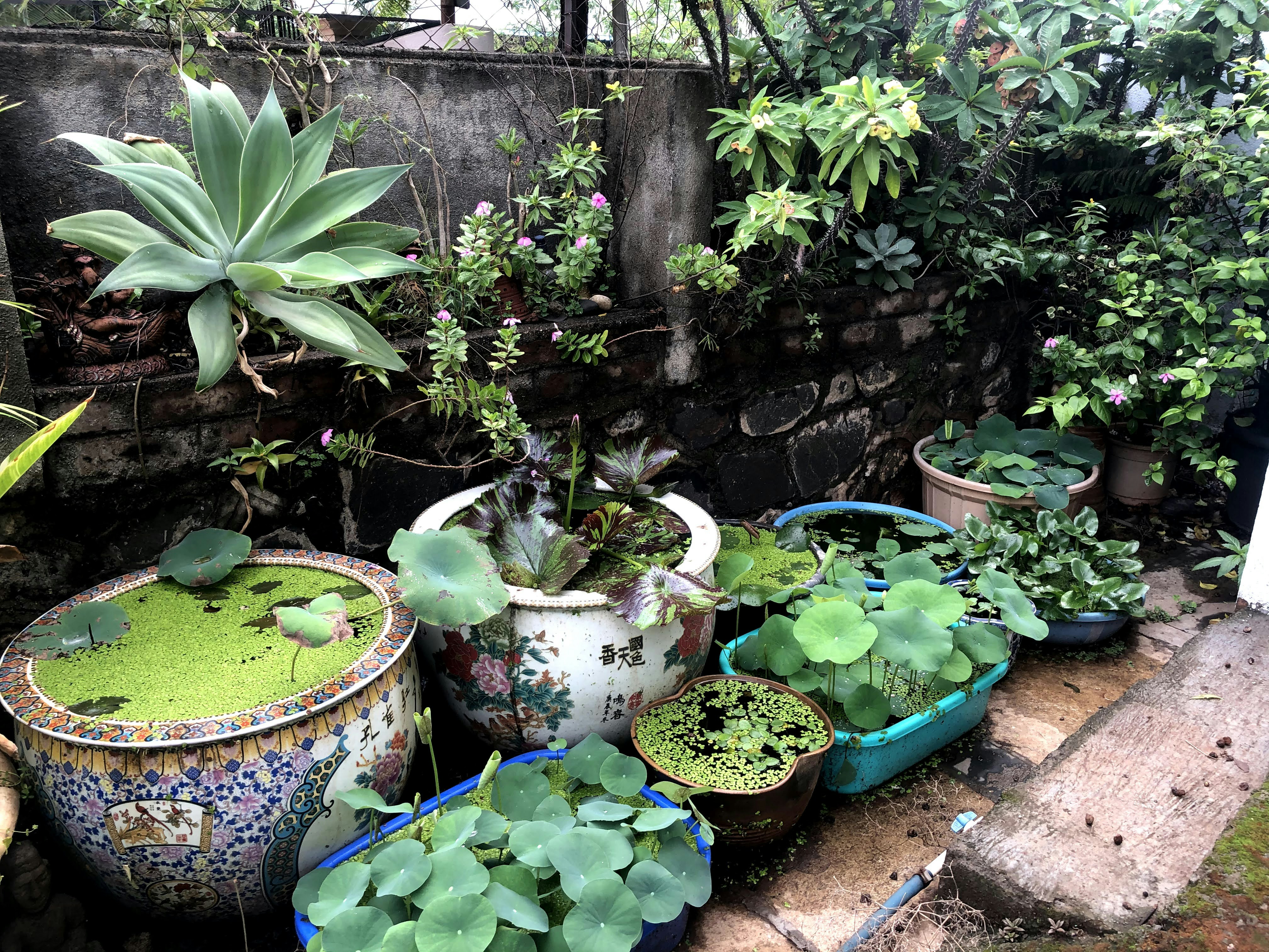 Thriving Monsoon Garden