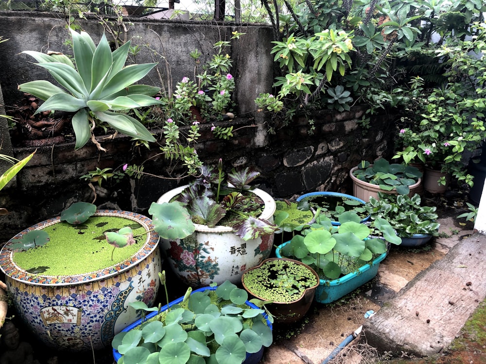 a number of potted plants near one another