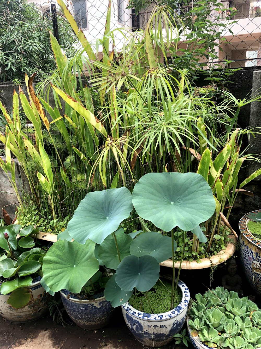 a garden filled with lots of green plants