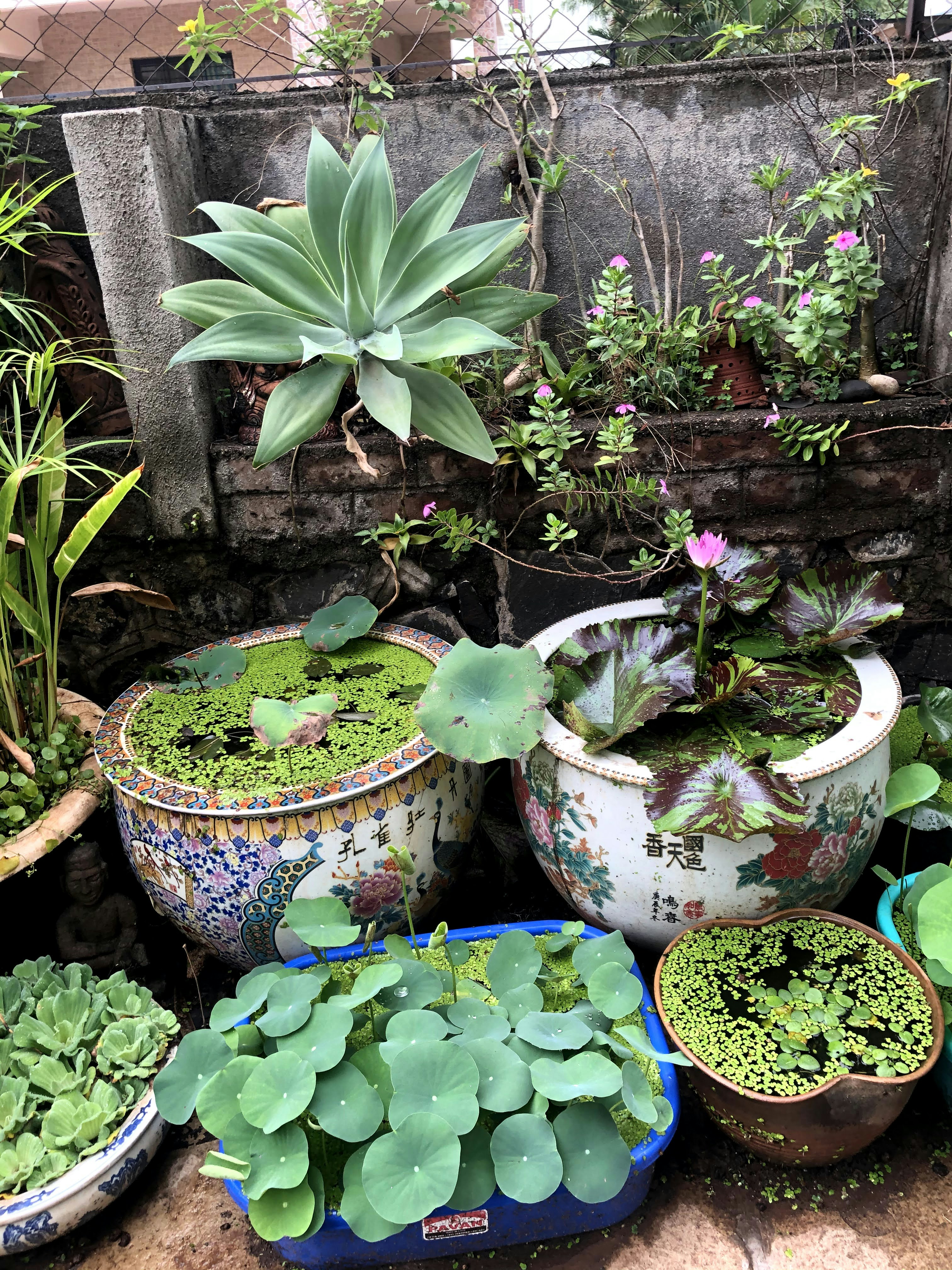 a group of potted plants sitting on top of a sidewalk