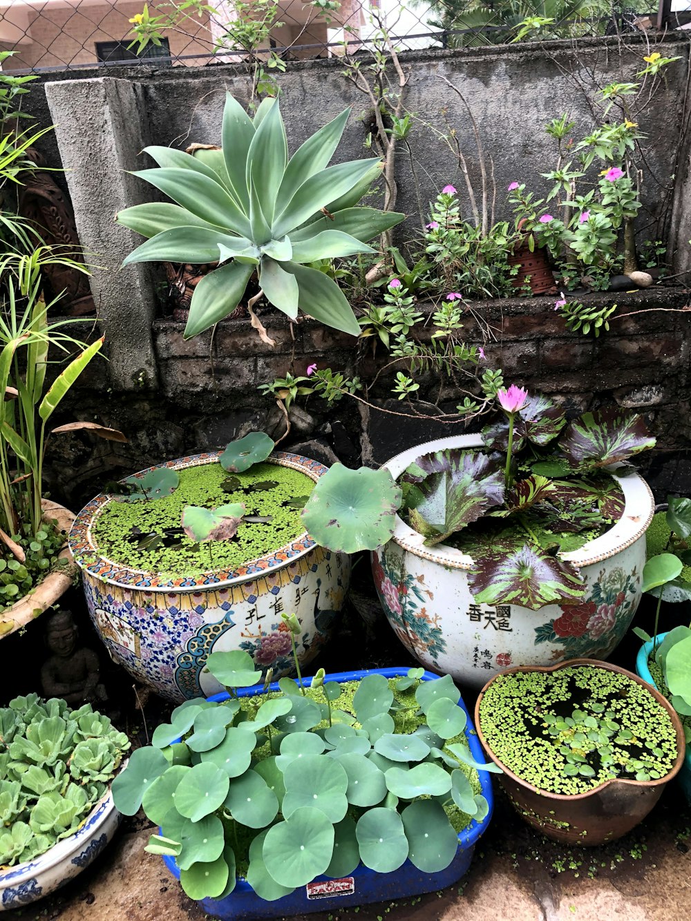 a group of potted plants sitting on top of a sidewalk