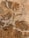 A marble surface characterized by intricate patterns and veins, featuring a mix of earthy brown and beige tones interspersed with lighter white patches. The textures create a natural and organic appearance, typical of polished stone.