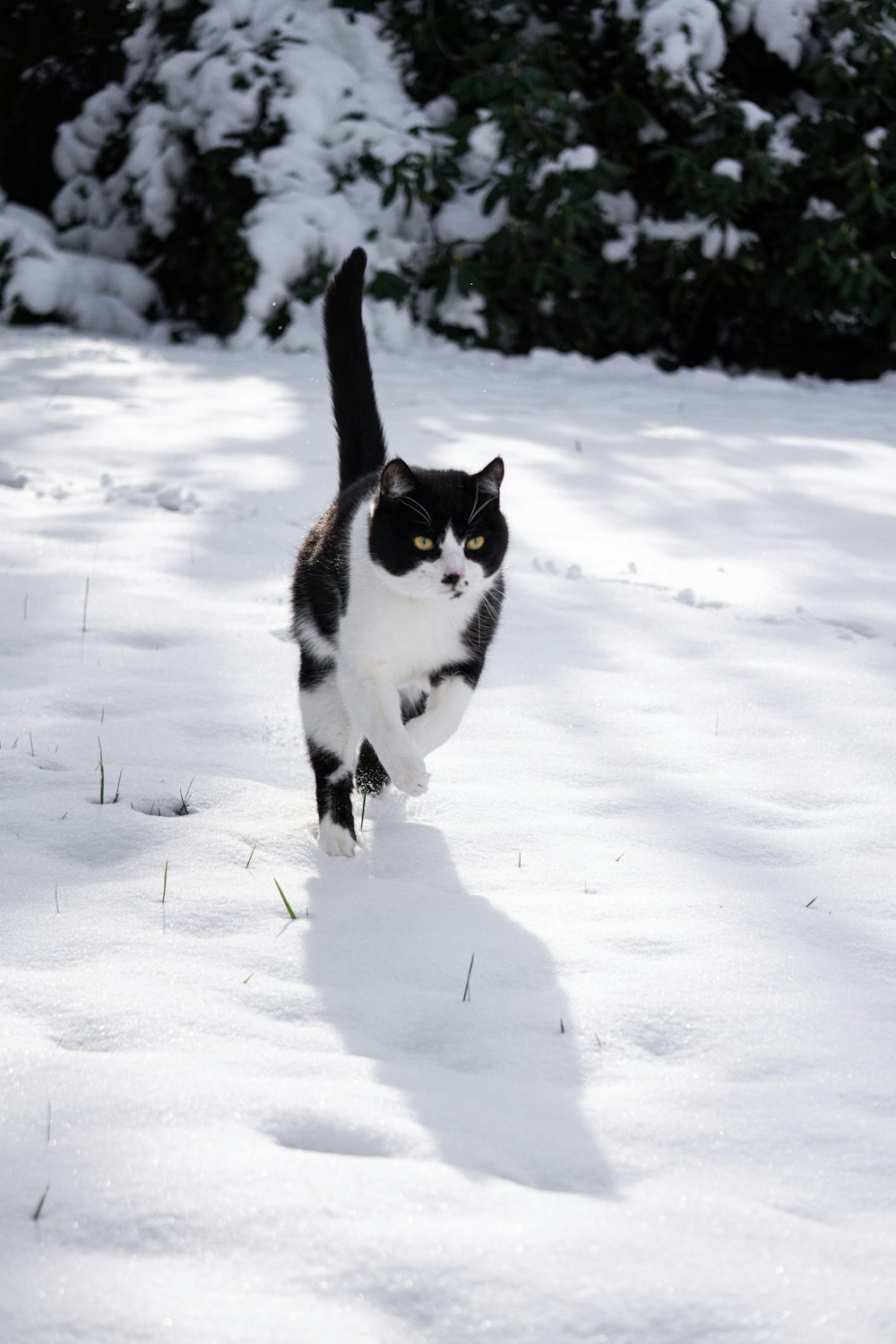 a black and white cat walking in the snow