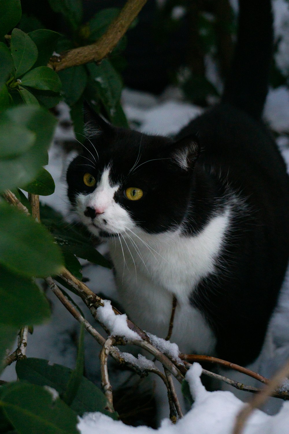 a black and white cat standing in the snow