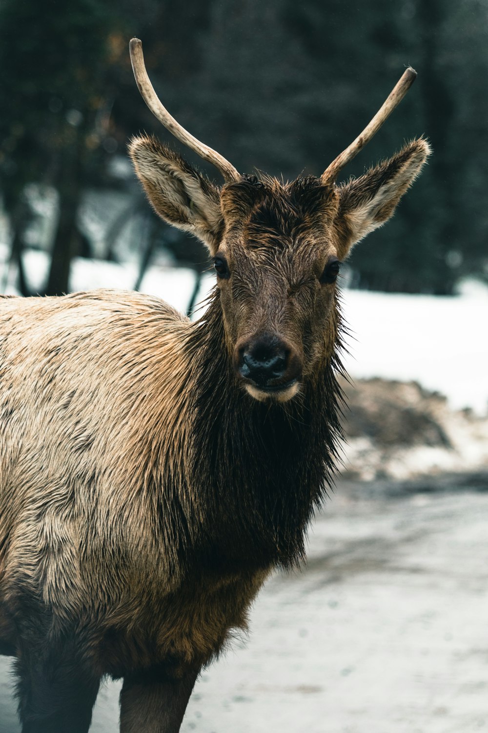 a close up of a deer in the snow