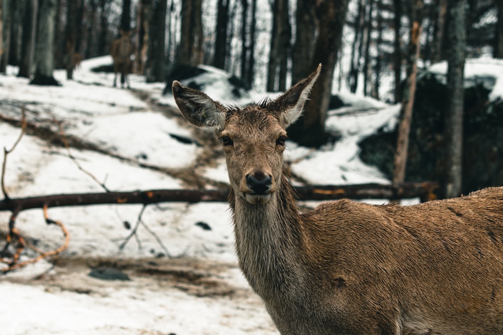 a deer is standing in the snow in a wooded area