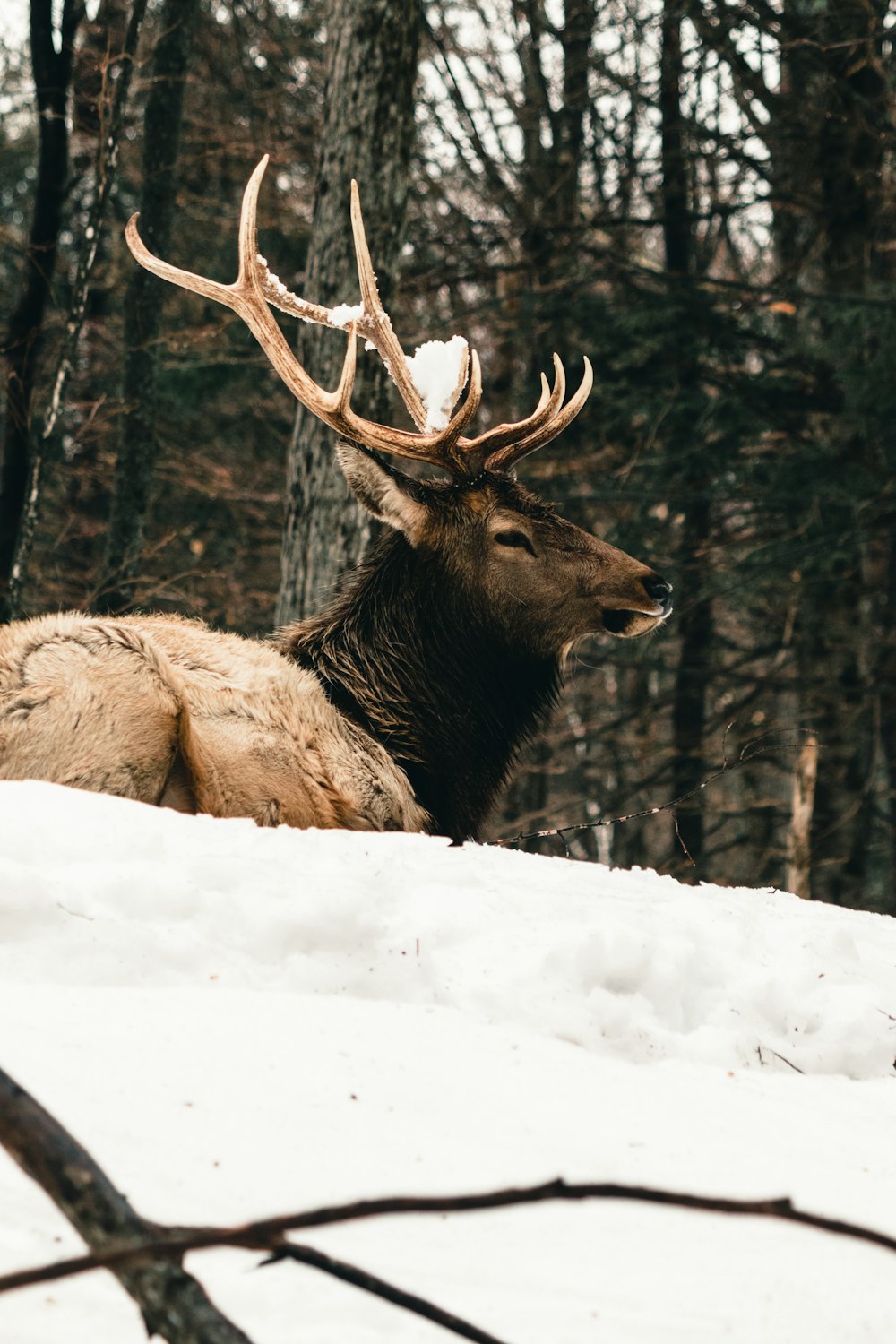 Un ciervo acostado en la nieve en el bosque