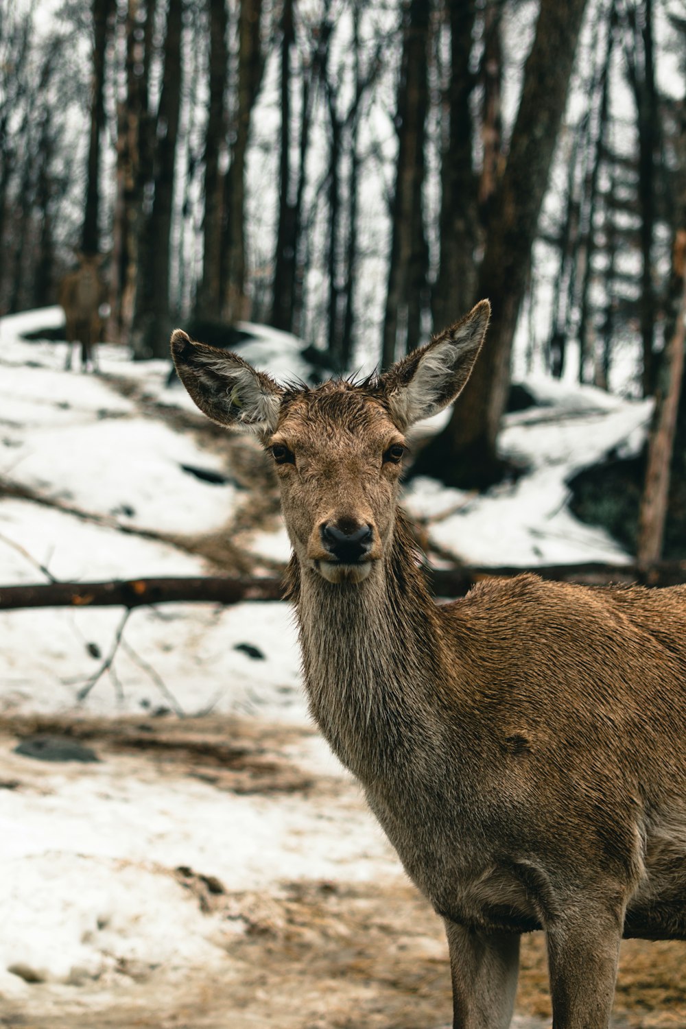 a deer standing in the middle of a forest