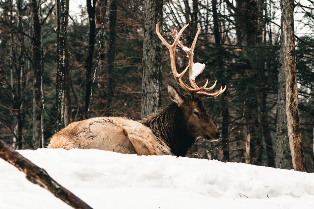 an elk laying down in the snow in the woods