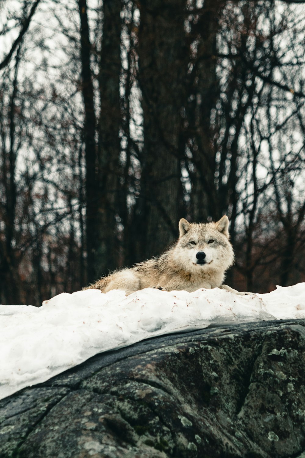 um lobo deitado em cima de uma rocha coberta de neve