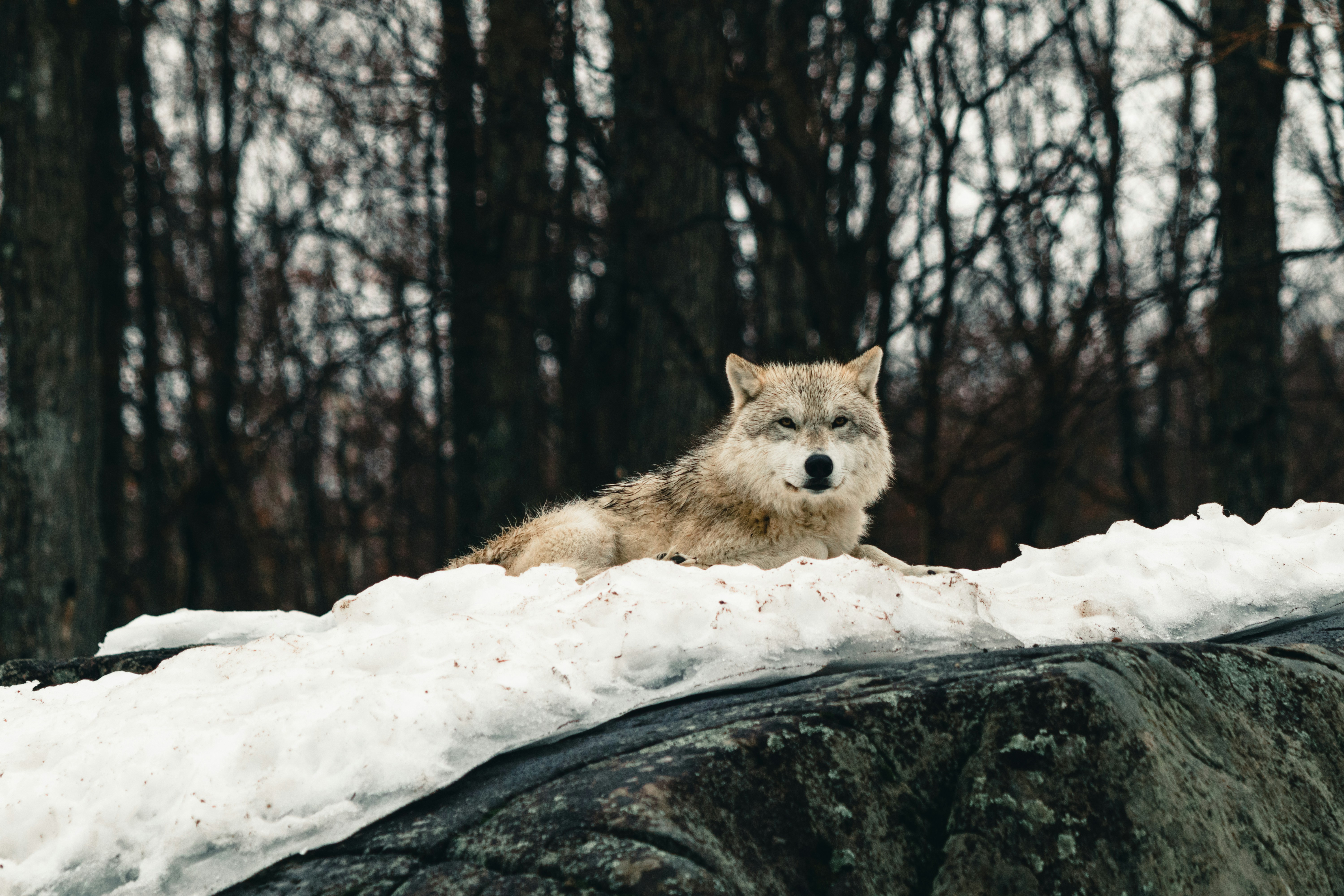 My Rancher Parents Hate Wolves. I Took Them on a Wolf-Watching Tour in Yellowstone to Change Their Minds