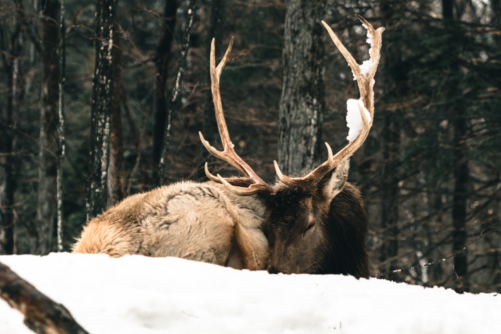 a large elk laying down in the snow