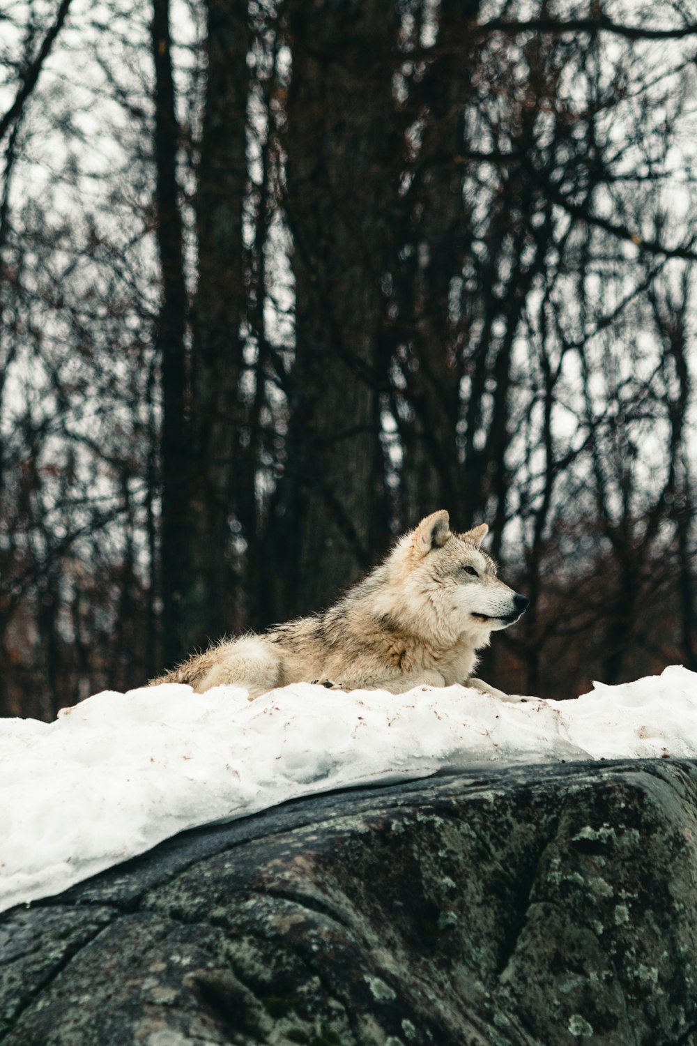 a wolf laying on top of a rock in the snow