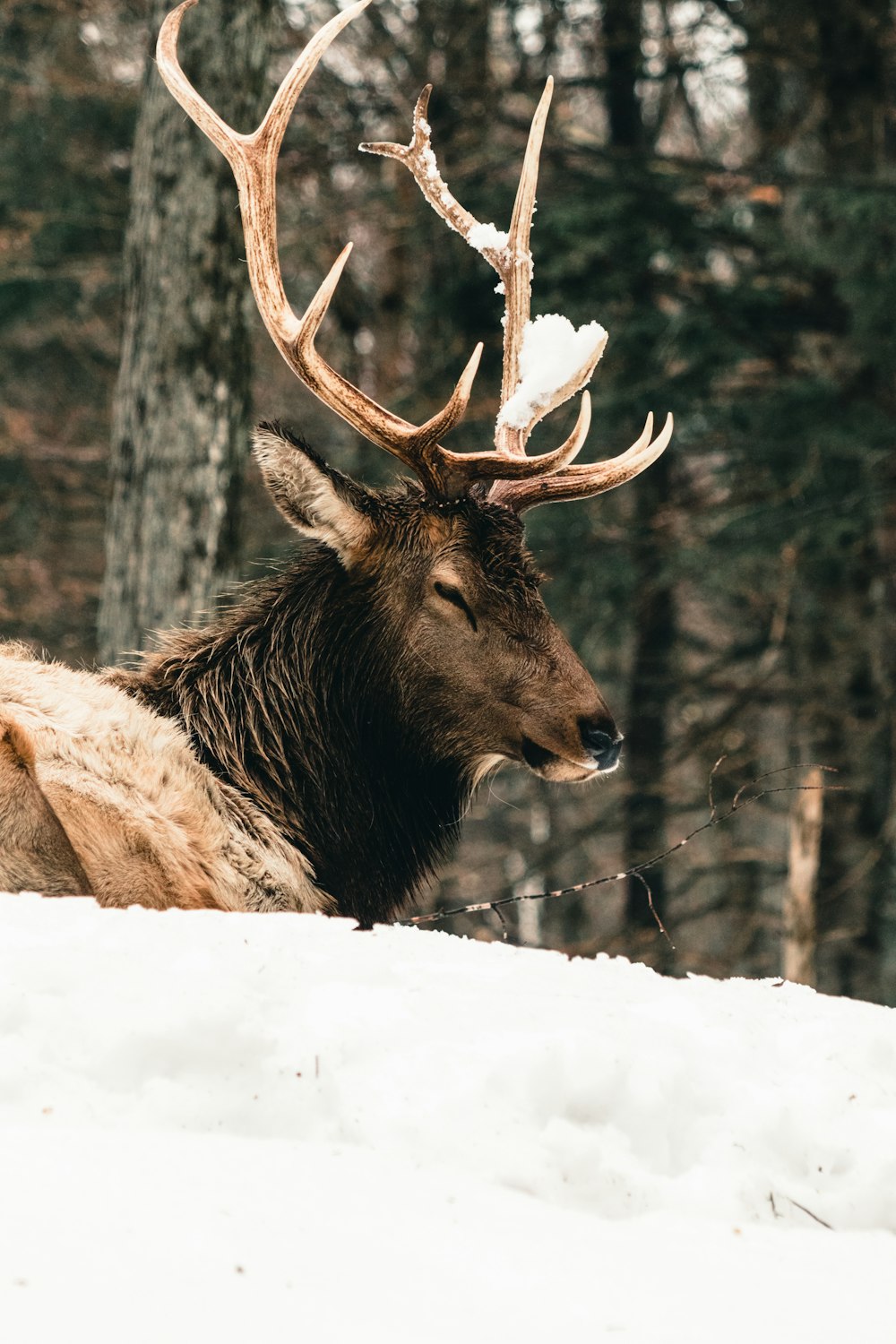 a deer laying in the snow in front of some trees