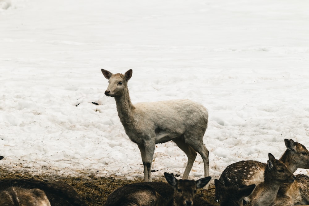 雪原の上に立つ鹿の群れ