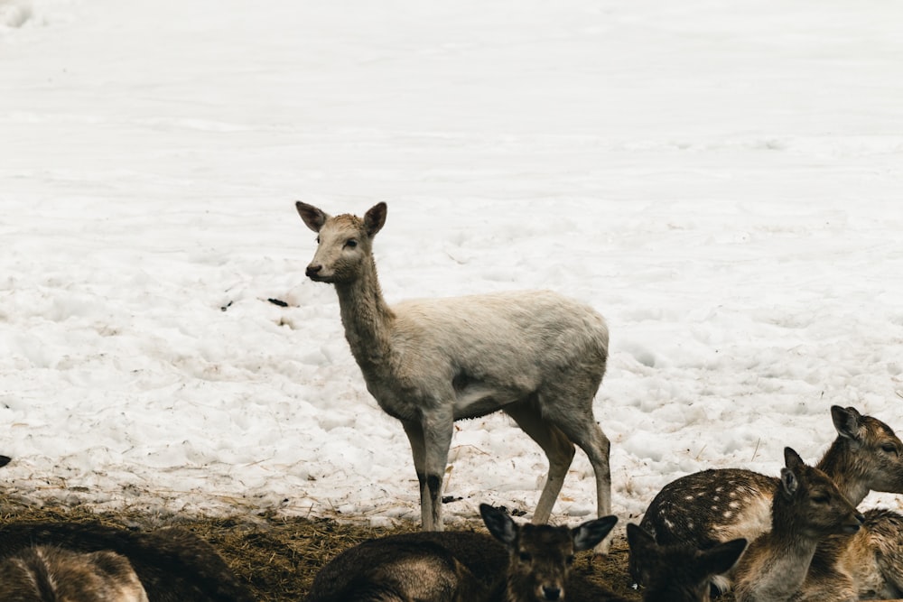 Eine Herde Hirsche steht auf einem schneebedeckten Feld