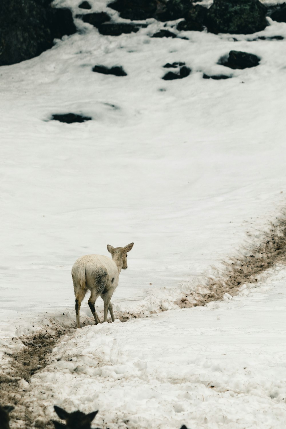 a sheep standing on a snow covered hillside