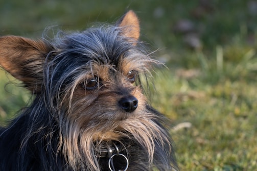 A small, long-haired dog with dark and light brown fur, alert eyes, and pointed ears sits on a grassy area. The background is blurred and green.