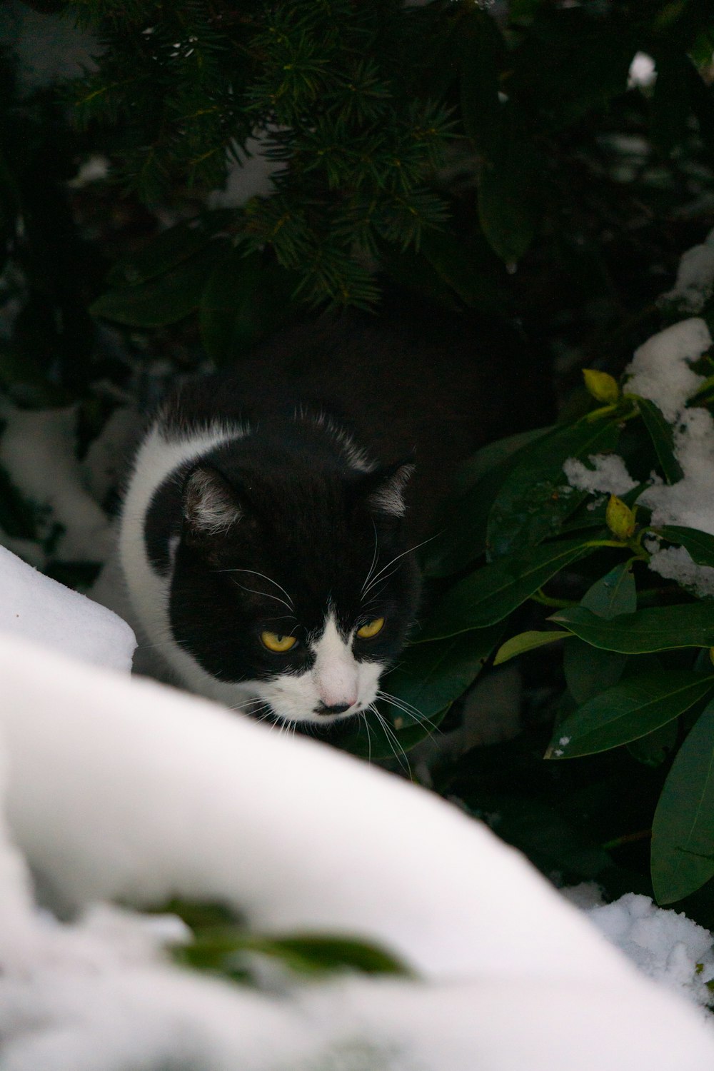 a black and white cat sitting in the snow