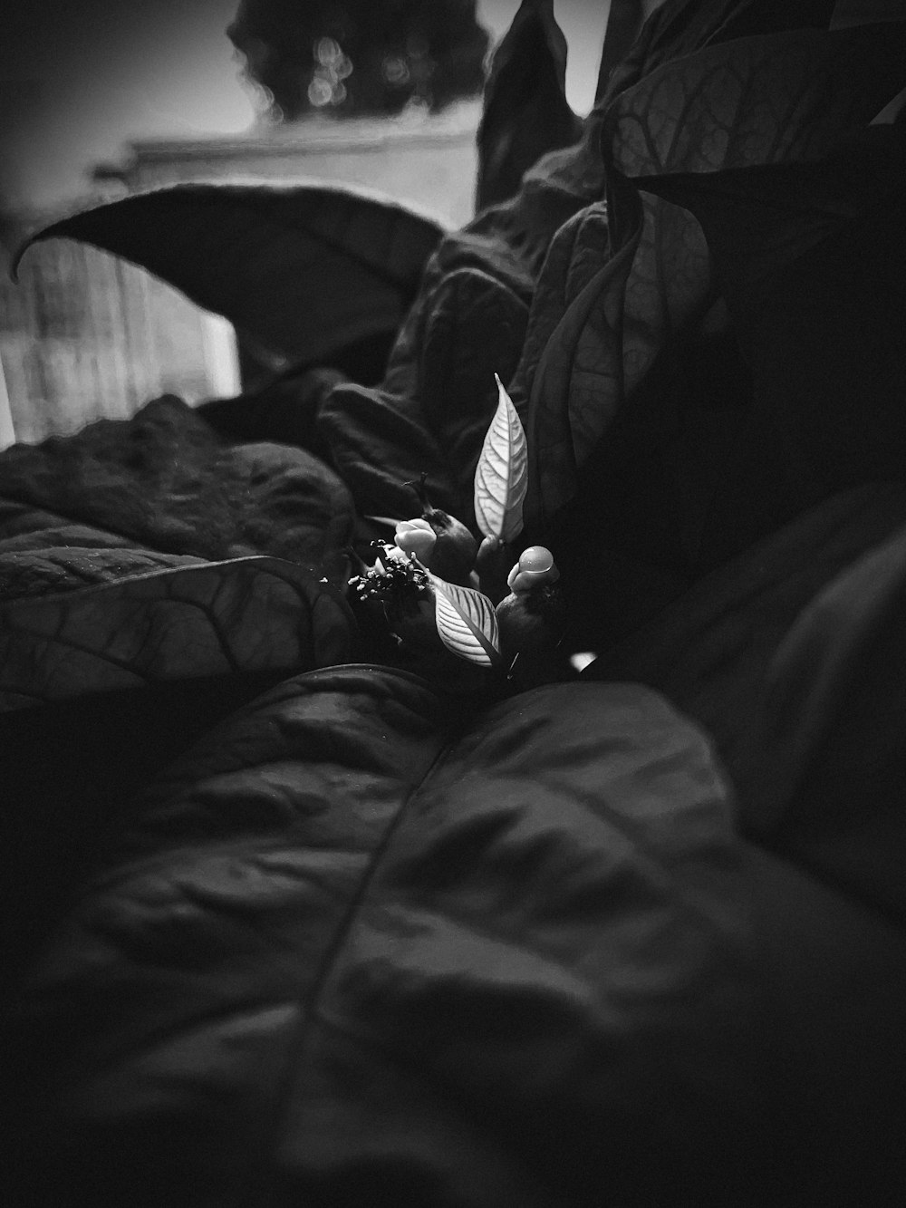 a black and white photo of a leaf on a bed