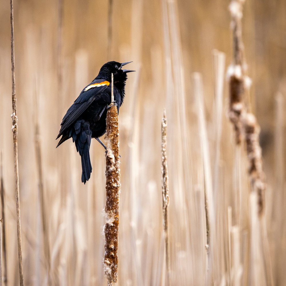 un oiseau noir assis au sommet d’un champ couvert d’herbe sèche