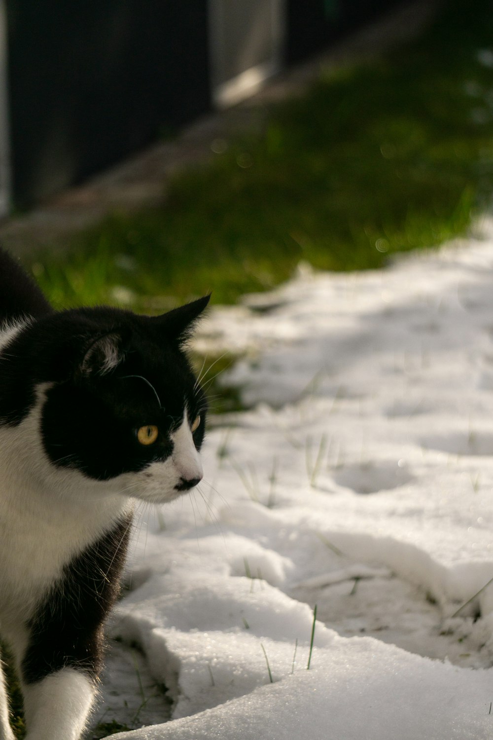 a black and white cat walking in the snow