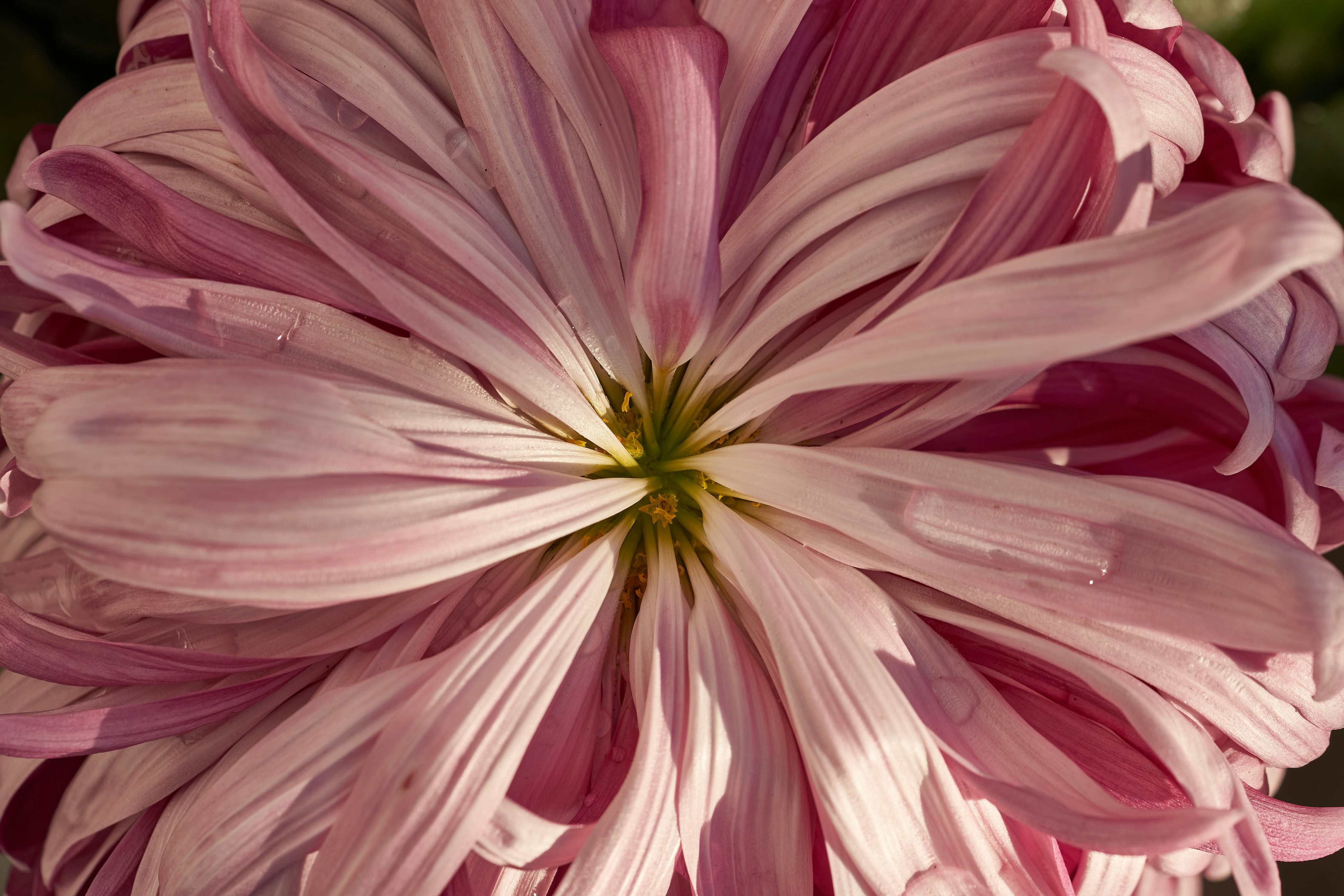 Photo by wolfgang_hasselmann